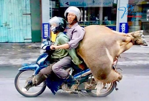 cow-on-the-back-of-scooter-Vietnam-Travel-Group